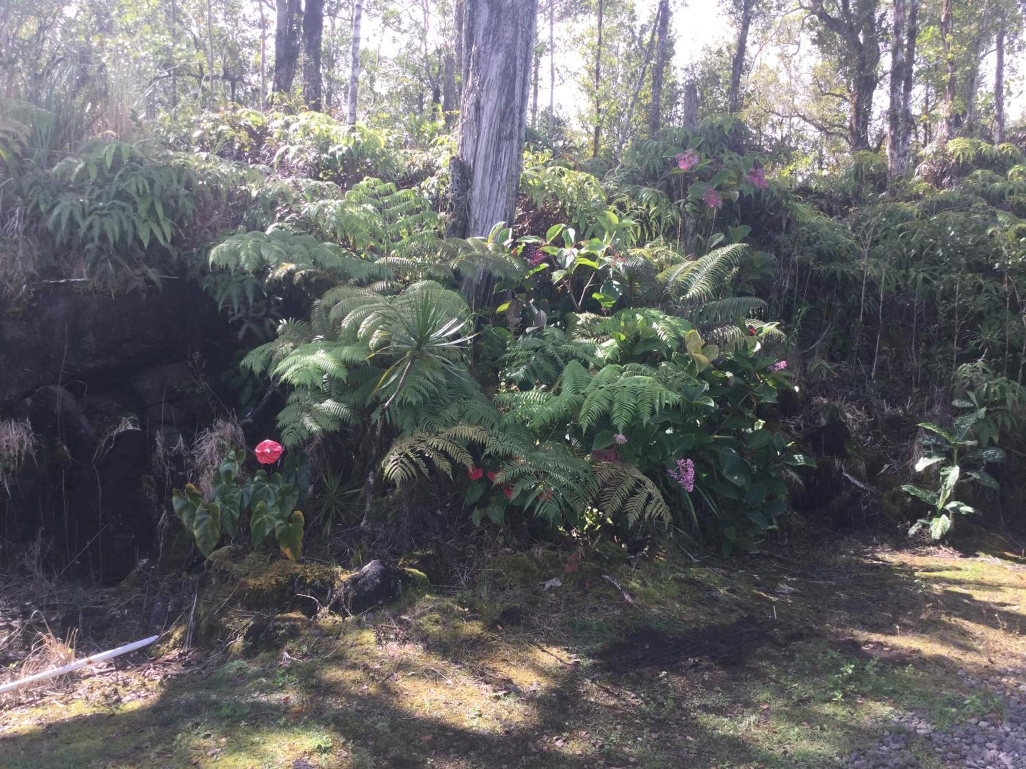 Simply Convenient Tropical Country Studio Mountain View 외부 사진
